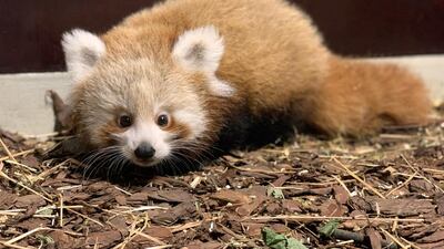 A small red panda cub, the first born at the zoo in nine years, is seen at Tierpark Berlin. EPA