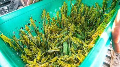 A crate of locusts caught by Ugandan soldiers deployed to help contain an invasion of the insects that have ravaged crops in East Africa and threaten countries in the Arabian Peninsula and the Gulf region. Getty Images
