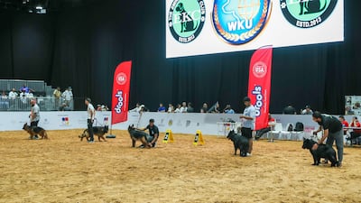 Hunting dogs participate in exhibition at Adihex. Victor Besa / The National