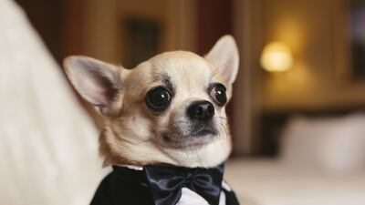 A chihuahua as best man? According to new data, more people than ever are electing to incorporate their pets into their big day.
