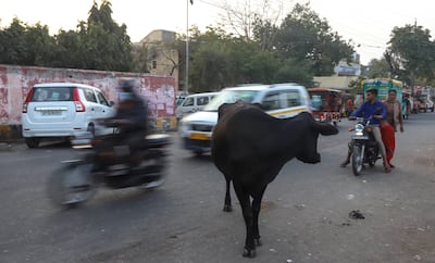 Cows stands along a road on Feb 25, 2022 in Noida, Uttar Pradesh, India With stray cattle emerging as a major poll issue in Uttar Pradesh, Prime Minister Narendra Modi recently said a new policy will be introduced to tackle it after election results, adding that income can be made from the dung of animals. Vijay Pandey for The National