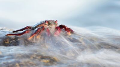 Javier Herranz Casellas from Spain won a gold in the Behaviour - Invertebrates category. He took a photo of a red crab (Grapsus adscensionis) at La Gomera Island, Spain