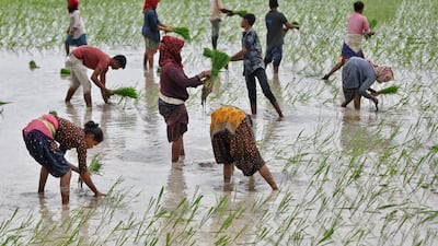 Farm labourers plant rice saplings in a field on the outskirts of Ahmedabad, India. Reuters