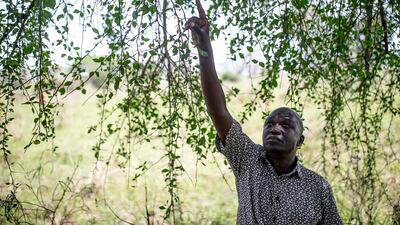 Omongole John-frances, 45, points to the leaves of an Ecomai tree in Ongongoja, Uganda, which locals eat during the dry season. He is responsible for alerting authorities if desert locusts appear in the area. Getty Images