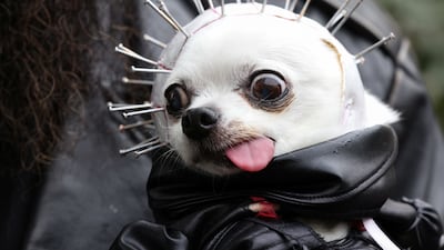 Gizzard, a chihuahua is dressed up as horror character Pinhead. Reuters