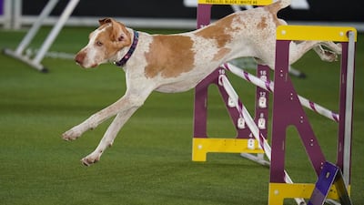 Elvira, a bracco Italiano, competes in the Masters Agility Competition during the 146th Westminster Dog Show on June 18 in Tarrytown, New York. AP