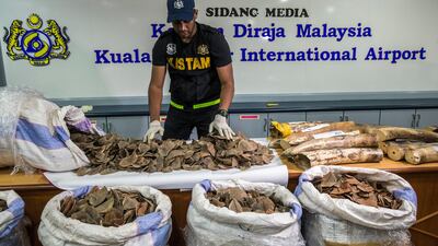 A Royal Malaysian Customs (RMC) officer displays seized pangolin scales during a press conference at the Customs Cargo Complex near Kuala Lumpur International Airport in Sepang, Malaysia on August 2, 2017. EPA / Ahmed Yusni