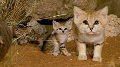 Arabian sand cats are not the only treats available at the zoo during the school holidays.
