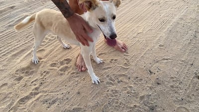 A family saved the dog, a Saluki mix, after spotting her several times wandering alone in the desert in Abu Dhabi. Cristina Marinelli