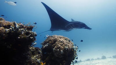 In this Oct. 18, 2011 photo, manta ray swims in the water, off Raja Ampat islands, Indonesia. Indonesia is now the world's largest sanctuary for manta rays, after officials were persuaded by evidence that the gentle giants known for delighting tourists are worth more alive than dead. The government on Friday, Feb. 21, 2014 announced that manta rays within the archipelago's 5.8 million square kilometers (2.2 million square miles) of ocean will be protected from fishing and export. It will take time and cooperation at multiple levels to enforce the ban on poaching in the biggest global shark and ray fishery. (AP Photo/Herman Harsoyo)