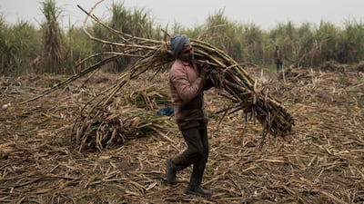 Farmers work on a sugarcane farm in Bulandshahr, India. Innoterra is building a data-driven platform that will give farmers access to data on their mobile phones in a bid to boost their productivity and efficiency. Photo: Getty Images