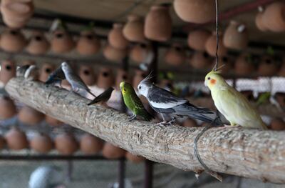 Birds at the camel farm in Dubai. Pawan Singh / The National