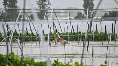 A man wades through a flooded grove to try and recover gourds in Yuyao in eastern China's Zhejiang province.