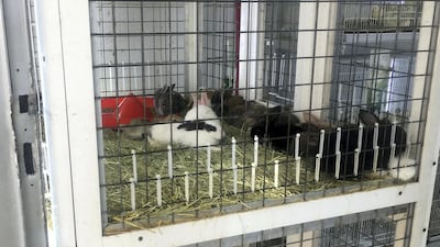 Rabbits and birds are crowded in cages at the Sharjah Birds and Animals market. Chris Whiteoak / The National