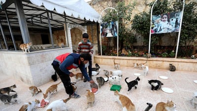 Mohammed Alaa al-Jaleel scoopes out mincemeat onto plates to feed cats at lunchtime. AFP