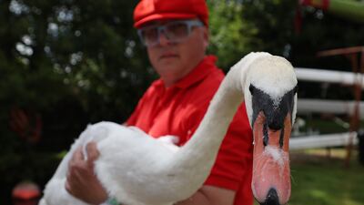 A swan upper with a tagged swan during the annual swan upping along the Thames, west of London. EPA