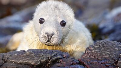 A seal pup on the Farne Islands, off the Northumberland coast, during the annual census at one of England's largest grey seal colonies. PA