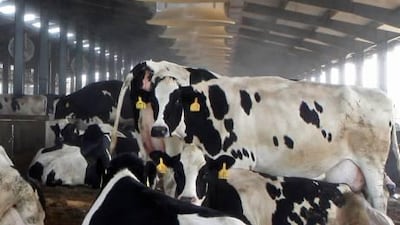 Cows at Al Rawabi farm relax as ceiling fans create a mist that makes a cooling, soothing atmosphere for them.