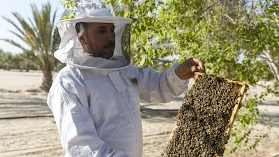 Al Najeh Honey breeds its own saskatraz bees and supplies them to other countries in the Mena region. Chris Whiteoak / The National