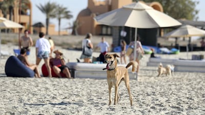 The new dog and family friendly beach event will take place every Friday from 10am until 7pm.