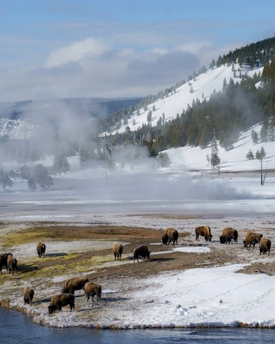 Buffalo and natural geysers in the US state of Wyoming. Photo: The Luminaire