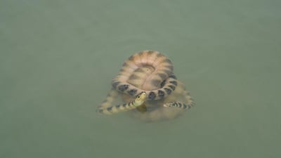 Sea snakes are not a major danger to people as they tend not to attack unless provoked. Even when they bite, venom is rarely released. Courtesy Mohsen Rezaie-Atagholipour