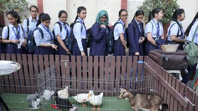 Pupils at IHS petting chicken and rabbits. Pawan Singh / The National