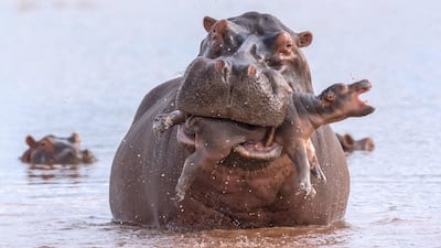 'Last Gasp' by Adrian Hirschi, from Switzerland. Highly Commended in the Behaviour: Mammals category. A hippo protects her days-old calf in Lake Kariba, Zimbabwe, after an attack by a large bull. Courtesy of Adrian Hirschi / Wildlife Photographer of the Year