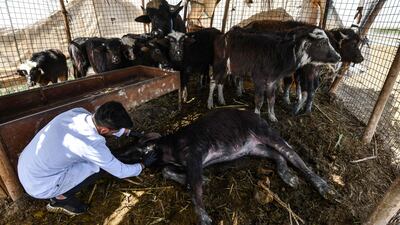 Veterinarian Karrar Ibrahim Hindi examines a sick buffalo.