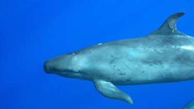 The false killer whale is actually a dolphin. They were spotted off Fujairah for the first time in 25 years in February 2019.