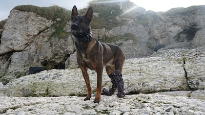 Kuno, a retired military working dog, who suffered life-changing injuries while supporting British Forces fighting Al Qaeda, was awarded the Dicken Medal in November 2020. Courtesy PDSA