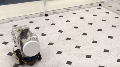 rats driving screengrab