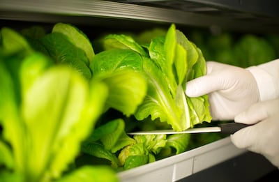Fresh vertical farming produce will reach the customers within hours of harvest. Emirates