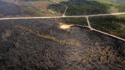 Trees burnt by wildfires in the Wild Hay area of Alberta, Canada. AFP