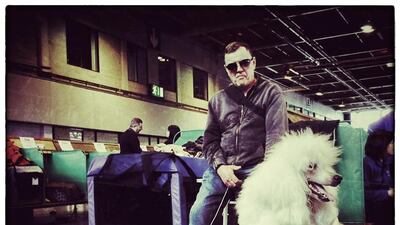 A man sits with his Standard Poodles.