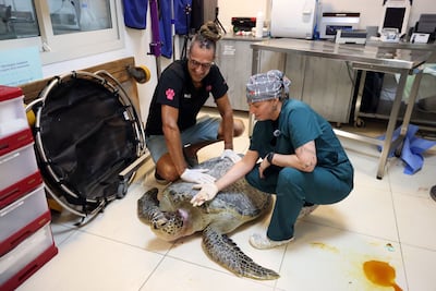 Jim Bolssens, from Europets Clinic, Sharjah, and Natasha Mannina, head vet at The National Aquarium Abu Dhabi, with a green sea turtle that required surgery. Chris Whiteoak / The National