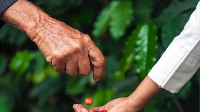 Freshly picked coffee beans are passed from one generation to the next. Photo: Ministry of Culture