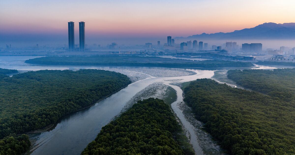 Middle East's majestic mangroves captured in photography competition