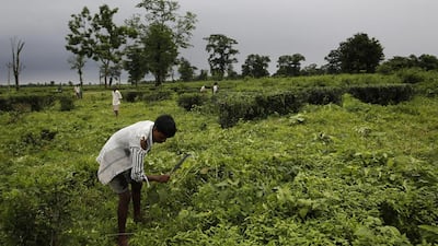 Tea workers clean the Declepara closed tea garden under government minimum wages scheme. In estates visited by the Associated Press, many workers were clearly underfed and a number suffering from diseases commonly related to malnutrition, such as tuberculosis. Many were skipping meals.