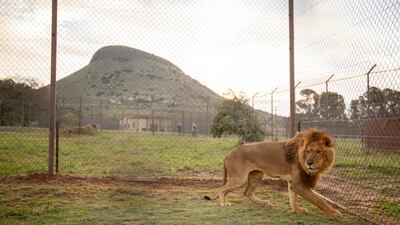 A lion rescued from the Gaza is released into its new temporary enclosure at Lionsrock sanctuary in Warden, South Africa. EPA
