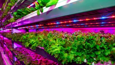 Vertical farming facility. The state-of-the-art facility will harvest three US tons (2,700 kg) of herbicide-free produce. Courtesy Emirates