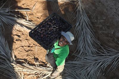 A Palestinian farmer holds a basket full of dates at a date palm field in the West Bank City of Jericho, October 14. Alaa Badarneh/ EPA