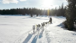 Langsua National Park in Norway hosts a four-day dog sledding adventure. Getty Images