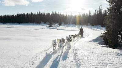 Langsua National Park in Norway hosts a four-day dog sledding adventure. Getty Images