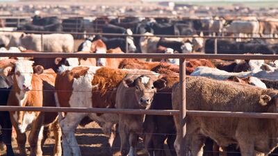 The role beef plays in global warming makes the industry more sinister than many realise. Getty Images