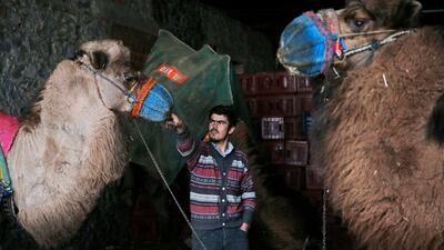 A camel handler decorates his competitor. AP