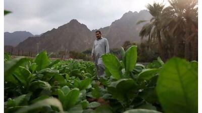 Mohammed Puja inspects his tobacco field in Hatta. Many farmers in the region have abandoned the crop since the government banned its cultivation, and this year's harvest is expected to be the last. Amy Leang / The National