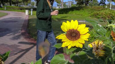 Abu Dhabi has added parks and landscaping to make the city green. The Emirates-Netherlands Sunflower Walkway, in the capital’s Corniche, is one such area. Victor Besa / The National