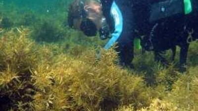 The Australian Research Council says half of the inshore reef has been overrun by marine algae.
