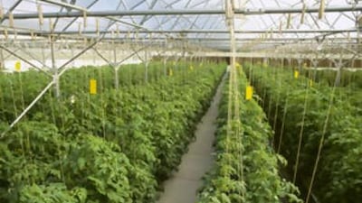 Tomato plants in a hydroponic greenhouse, where they grow with only a fraction of the water they would need on a conventional farm.